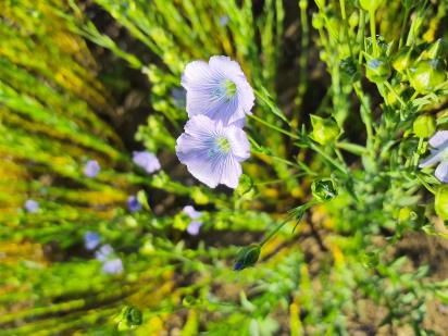 Click for 7 image(s) for this accession.
